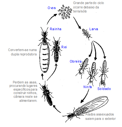 esquema-insectos